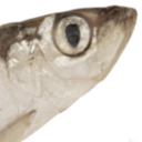 FriendNotFood