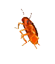 rainbowscockroach