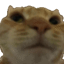 SH_cat_No