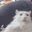 :catCrazy: